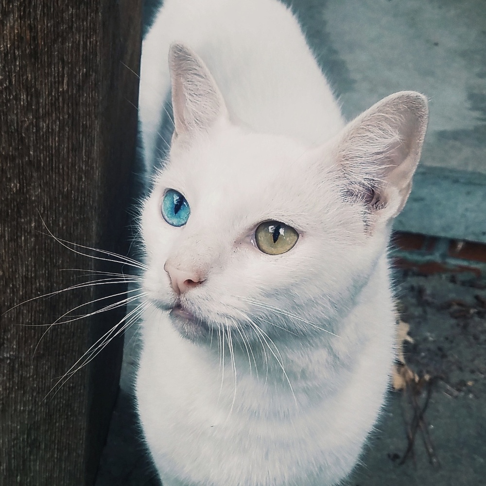 Meet your Posher, Charlotte